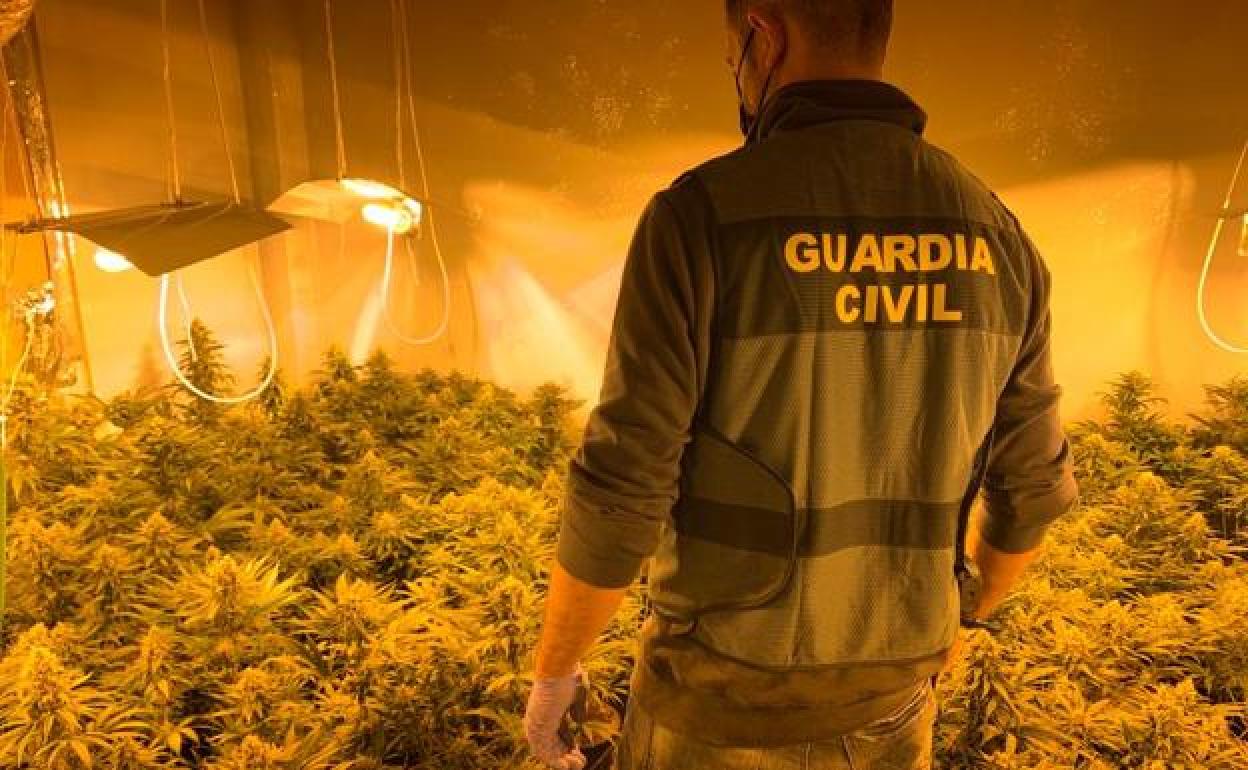 Plantación de marihuana en otra operación de la Guardia Civil. 