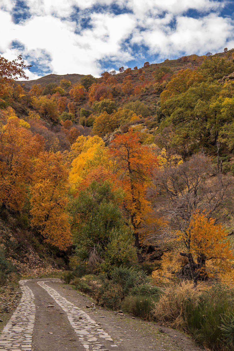Otoño en el Camarate. 