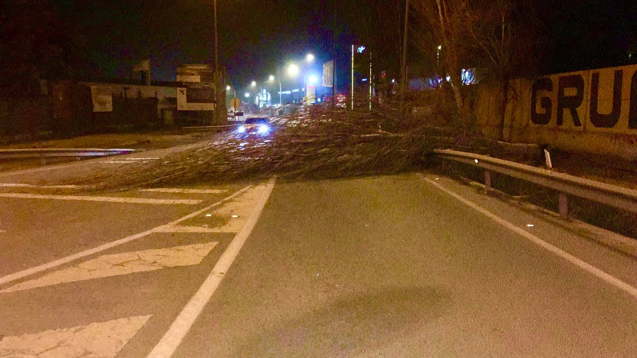 Árbol caído al suelo en la Carretera de Almería, junto a Grúas Alhambra, en Motril.