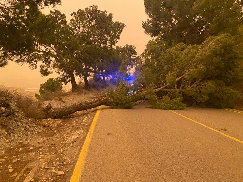 Pino derribado en la carretera de la Gorgoracha.