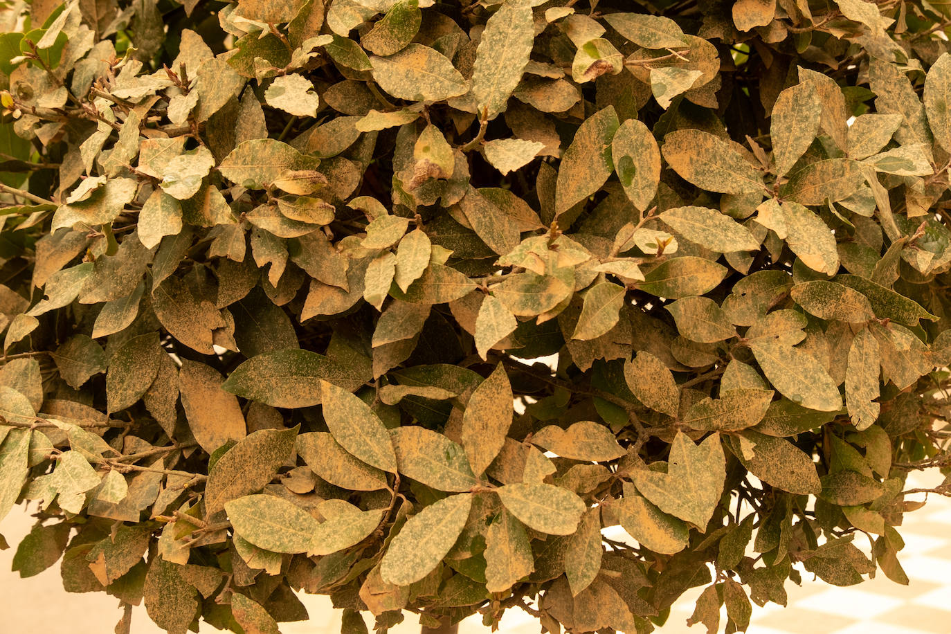 Recorremos la ciudad en esta nueva jornada de tiempo inusual