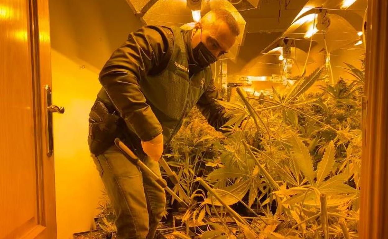 La marihuana encontrada en la operación. 