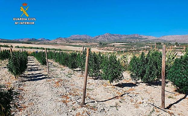 Plantación encontrada en una finca de Tíjola por los agentes de la Benemérita.