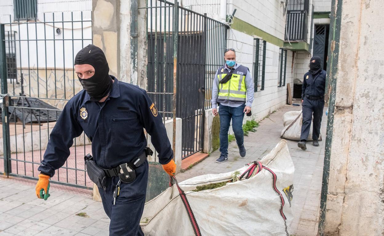 Agentes de la Policía Nacional con las plantas de marihuana incautadas ayer. 