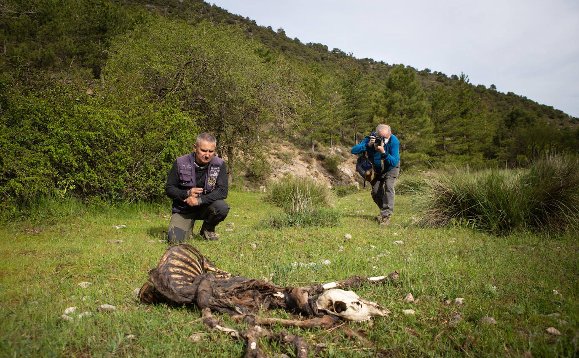 Miembros de la Asociación Proyecto Sierra de Baza junto a uno de los ciervos muertos en la segunda quincena de marzo. 