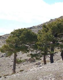 Imagen secundaria 2 - Vistas desde el Cerro del Buitre, el refugio y pinos salgareños.