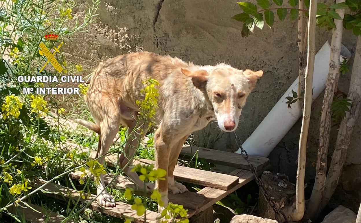 Uno de los perros rescatados. 