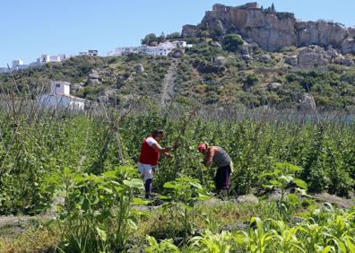 Imagen secundaria 1 - Costa, vega y pueblo de Salobreña.