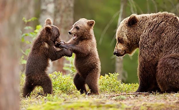 ¿Por qué algunas especies matan a sus crías?