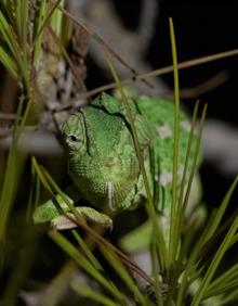 Imagen secundaria 2 - Los últimos camaleones europeos se afincan en Granada