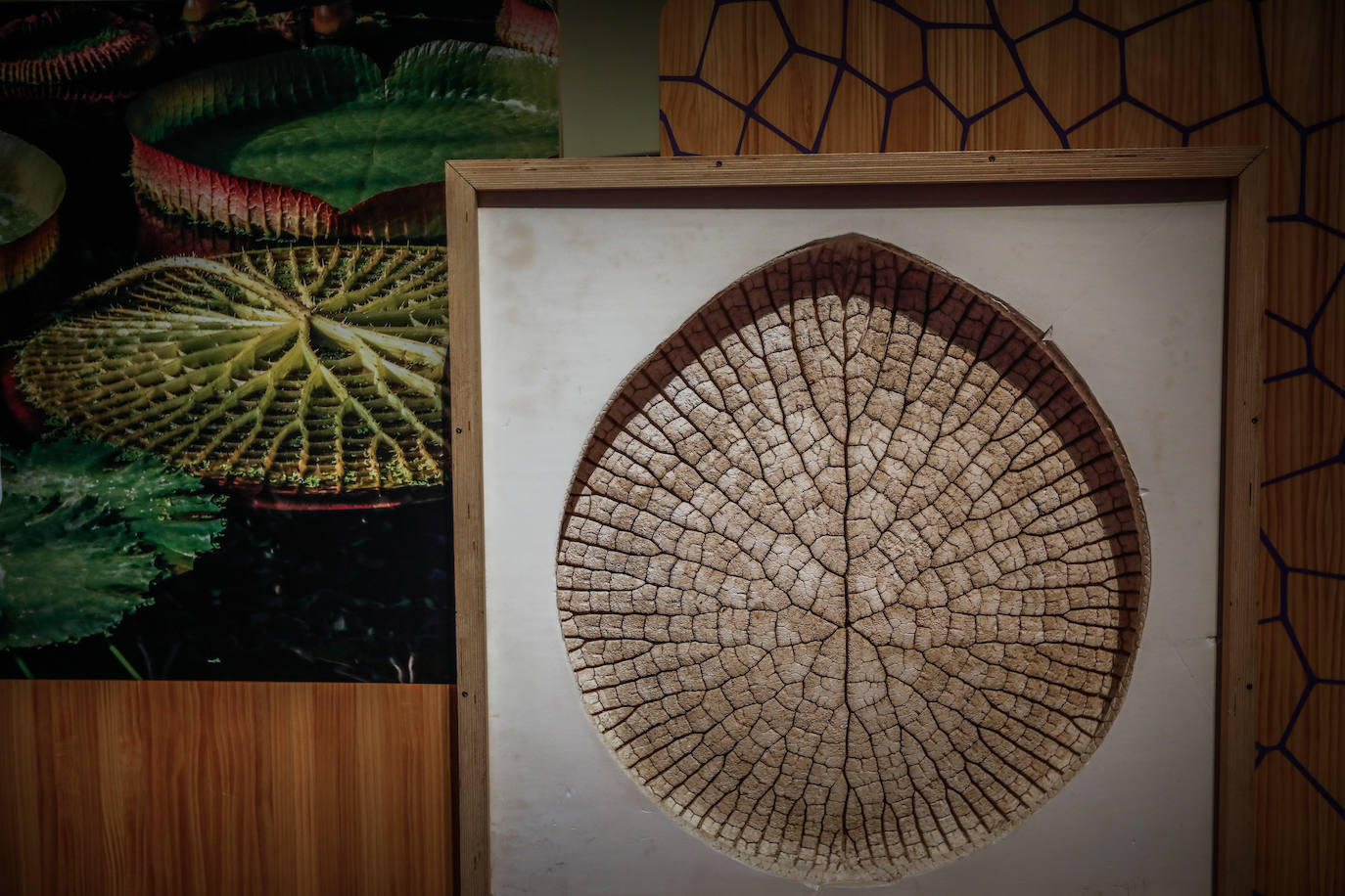 Una espectacular exposición muestra cómo la ciencia, la ingeniería o la arquitectura copian la naturaleza para lograr avances para el ser humano