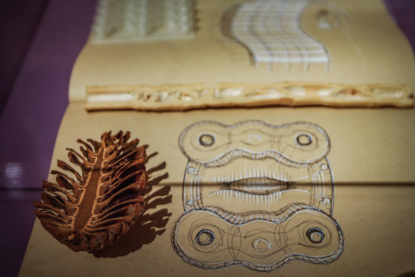 Una espectacular exposición muestra cómo la ciencia, la ingeniería o la arquitectura copian la naturaleza para lograr avances para el ser humano