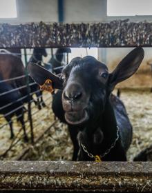 Imagen secundaria 2 - Granada cría sementales caprinos de élite y vende su genética a diez países