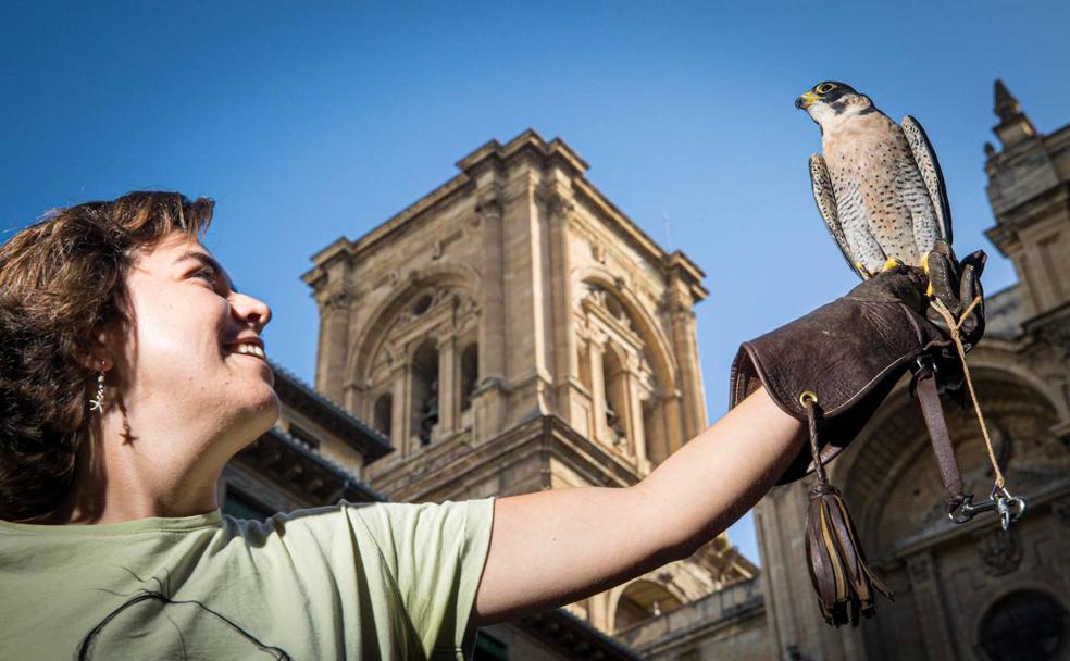 María, con un halcón peregrino, en la Catedral de Granada. 