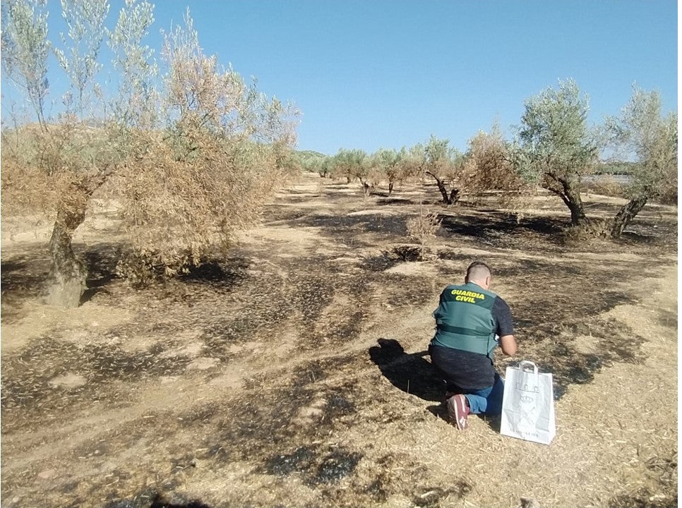 Uno de los campos de olivar dañados por el fuego en Alcaudete.