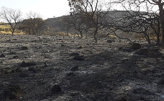 Bomberos trabajan de noche para controlar el incendio en Píñar