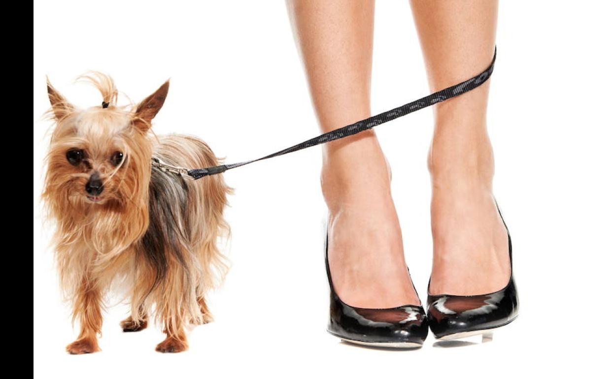 La condenada es la dueña de una perrita yorkshire como esta. 