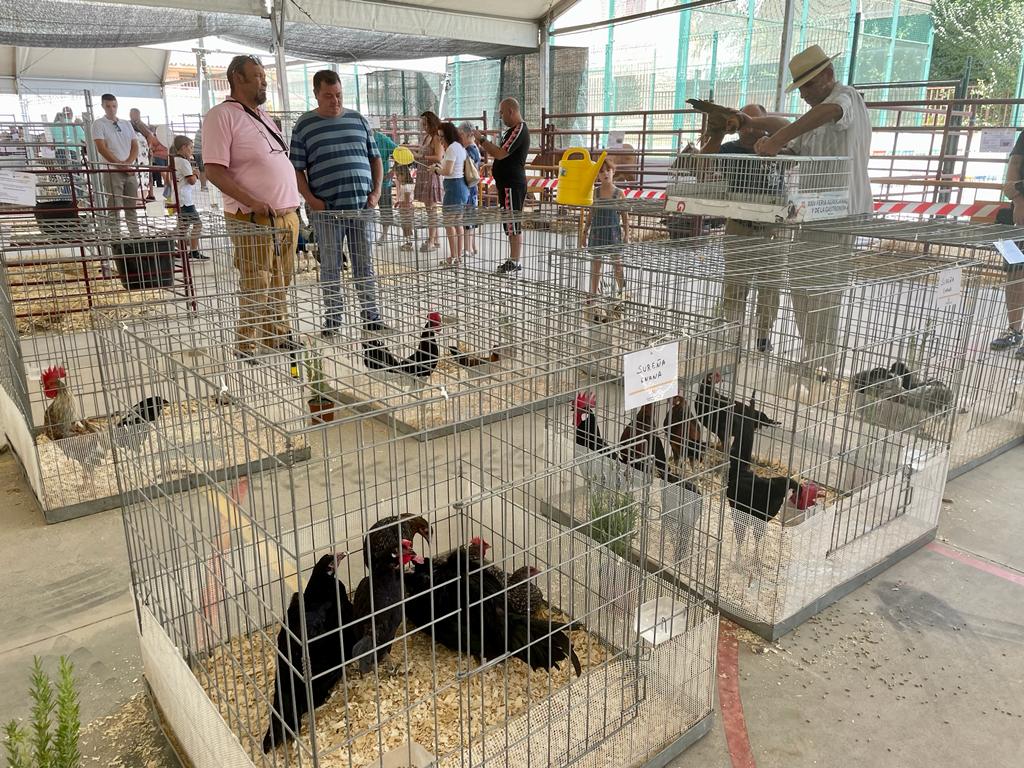 Algunos ejemplares de aves. 