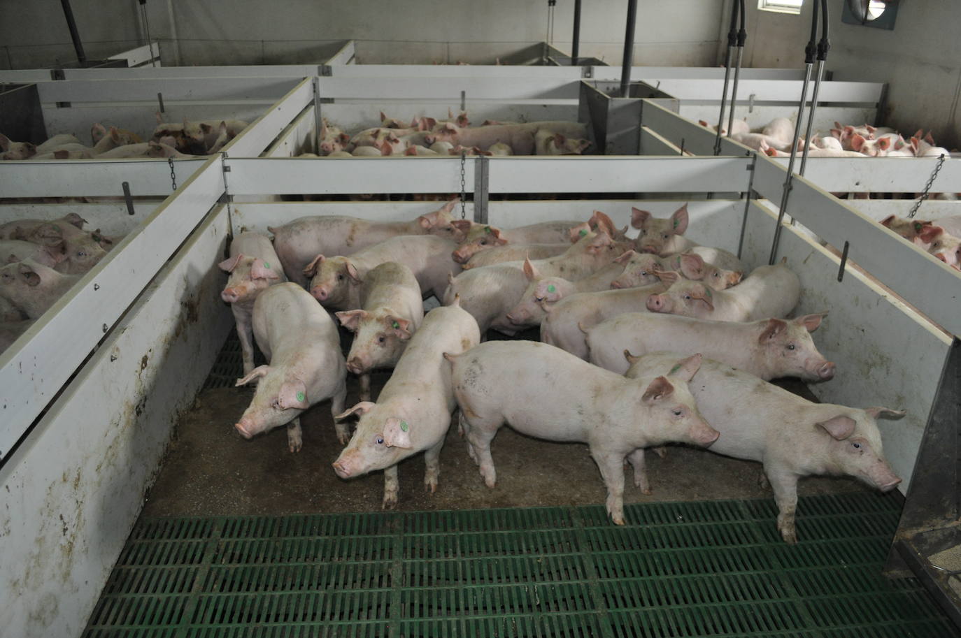 Crías en una granja porcina en el norte de la provincia de Granada. 