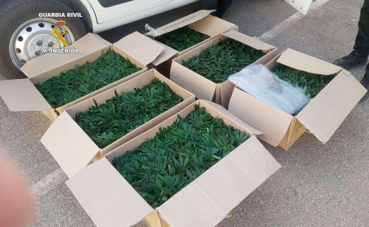 Plantones intervenidos en una furgoneta en la A-92 el día 12 de agosto. 