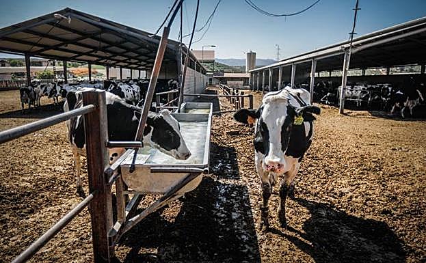 Imagen principal - Vacas bebiendo y con ventiladores en la Ganadería Regidor, socia de la cooperativa Alba Ganaderos. 