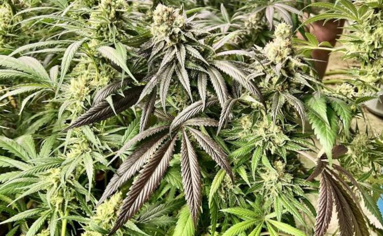 Encuentran marihuana oculta en una plantación de maíz en Pórtugos