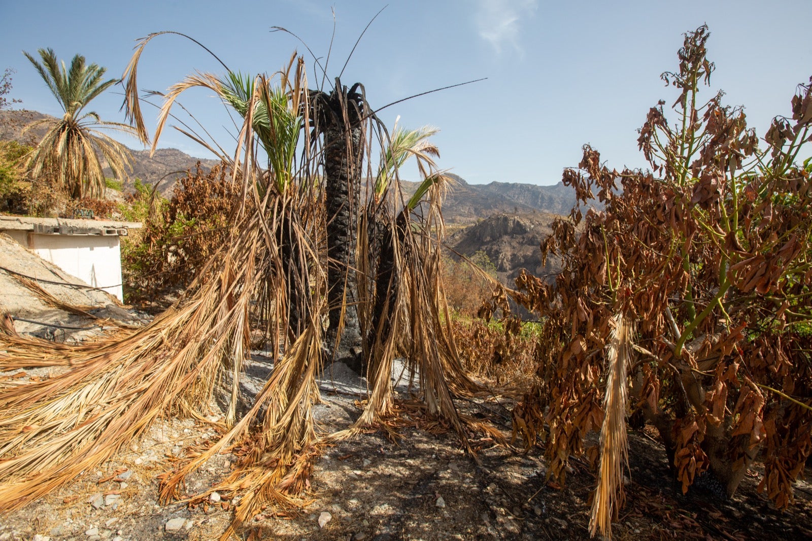 Así ha quedado la zona de Los Guájares tras el gran incendio