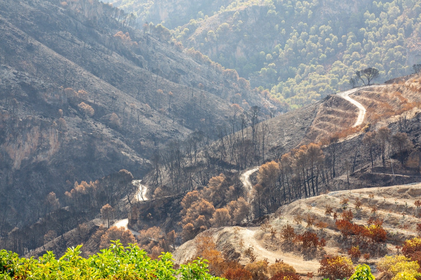 Así ha quedado la zona de Los Guájares tras el gran incendio