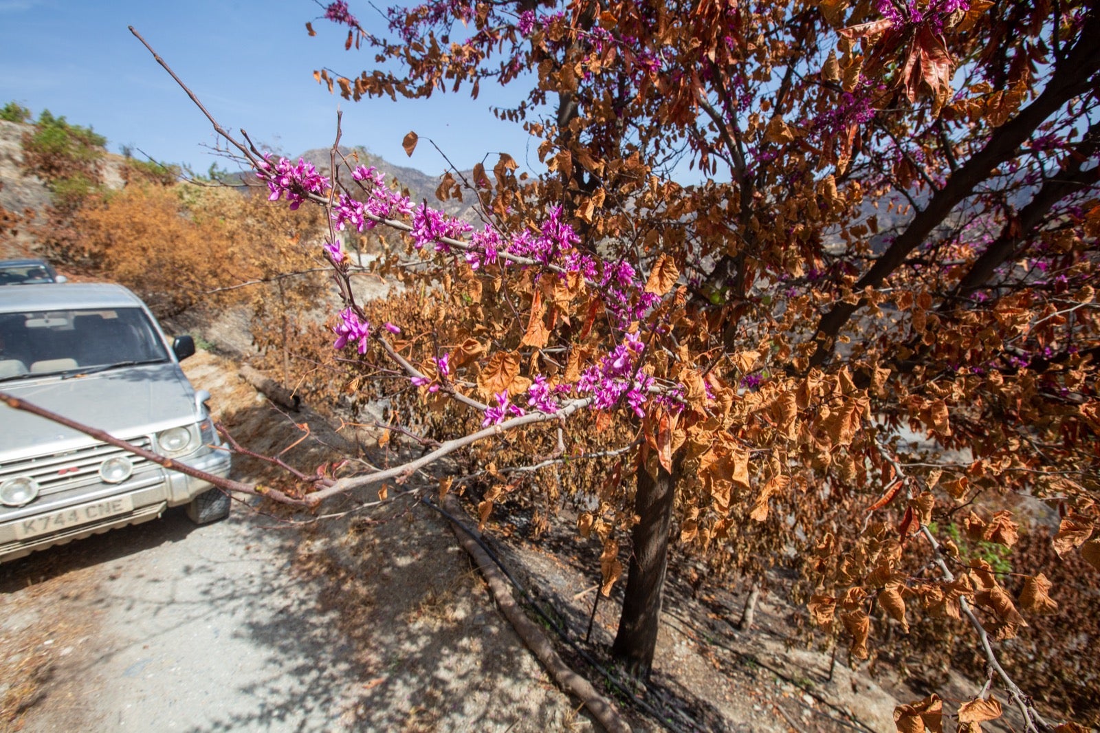 Así ha quedado la zona de Los Guájares tras el gran incendio