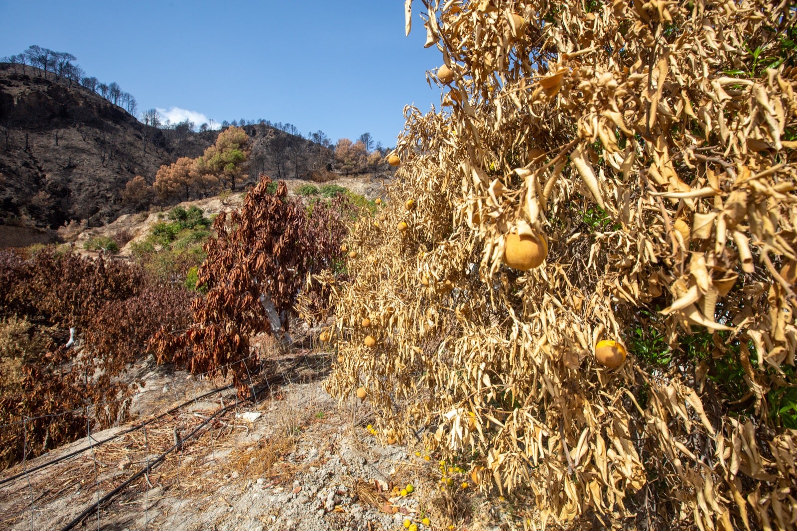 Así ha quedado la zona de Los Guájares tras el gran incendio
