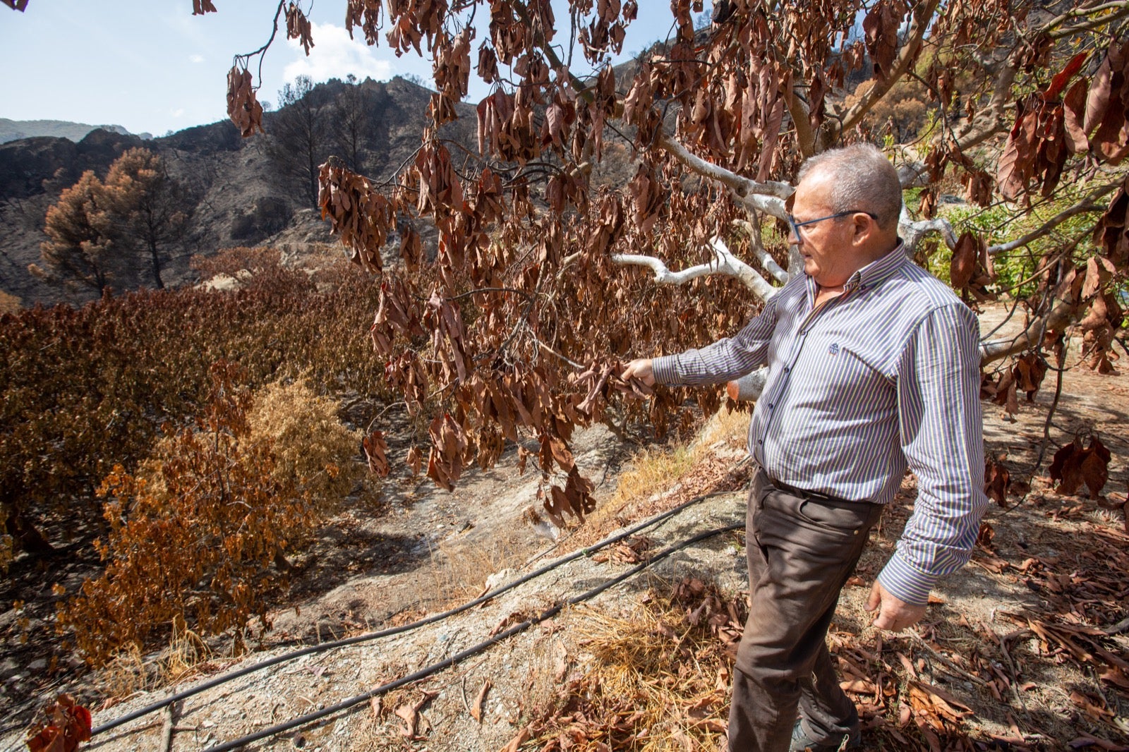 Así ha quedado la zona de Los Guájares tras el gran incendio