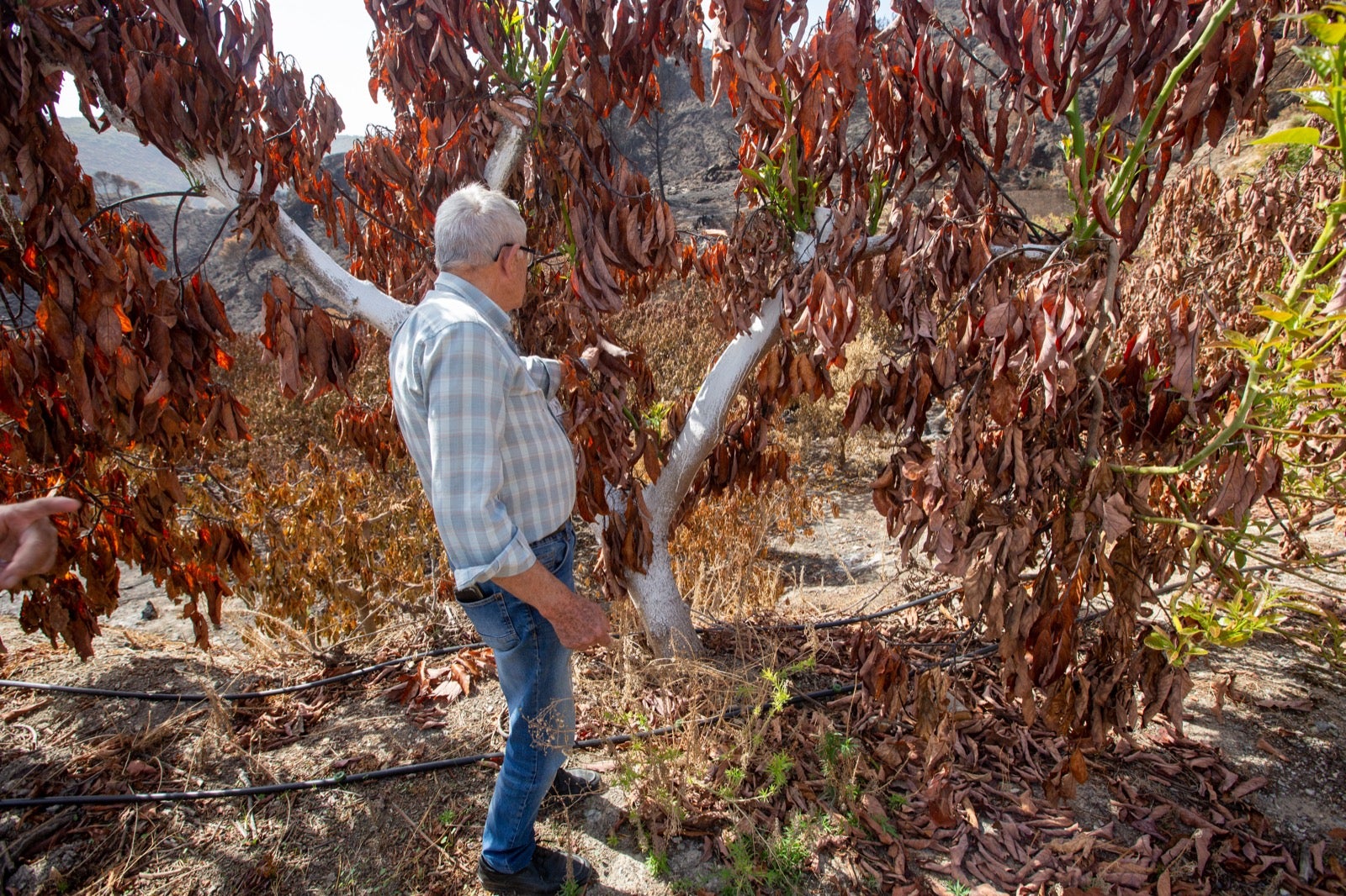 Así ha quedado la zona de Los Guájares tras el gran incendio