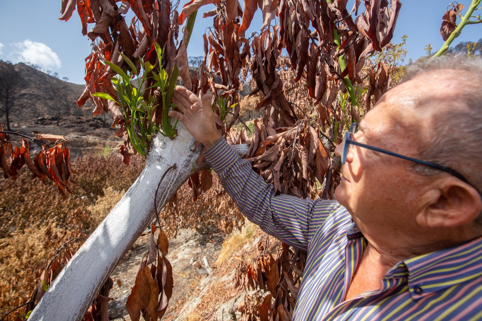 Así ha quedado la zona de Los Guájares tras el gran incendio