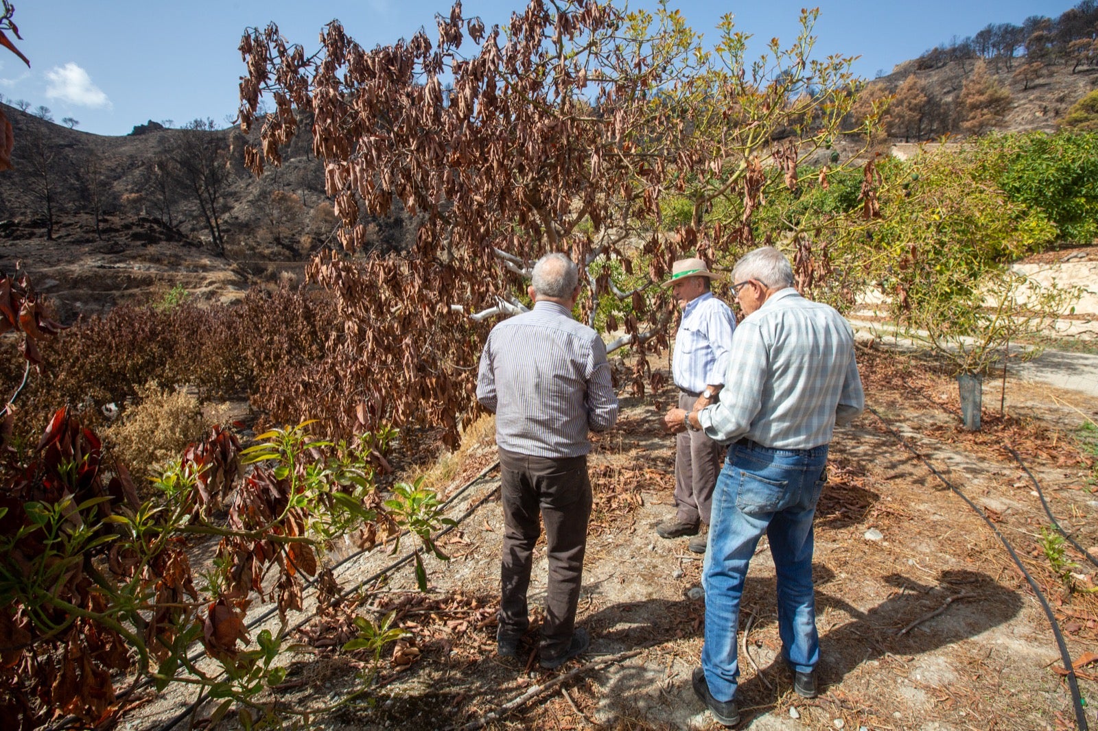Así ha quedado la zona de Los Guájares tras el gran incendio