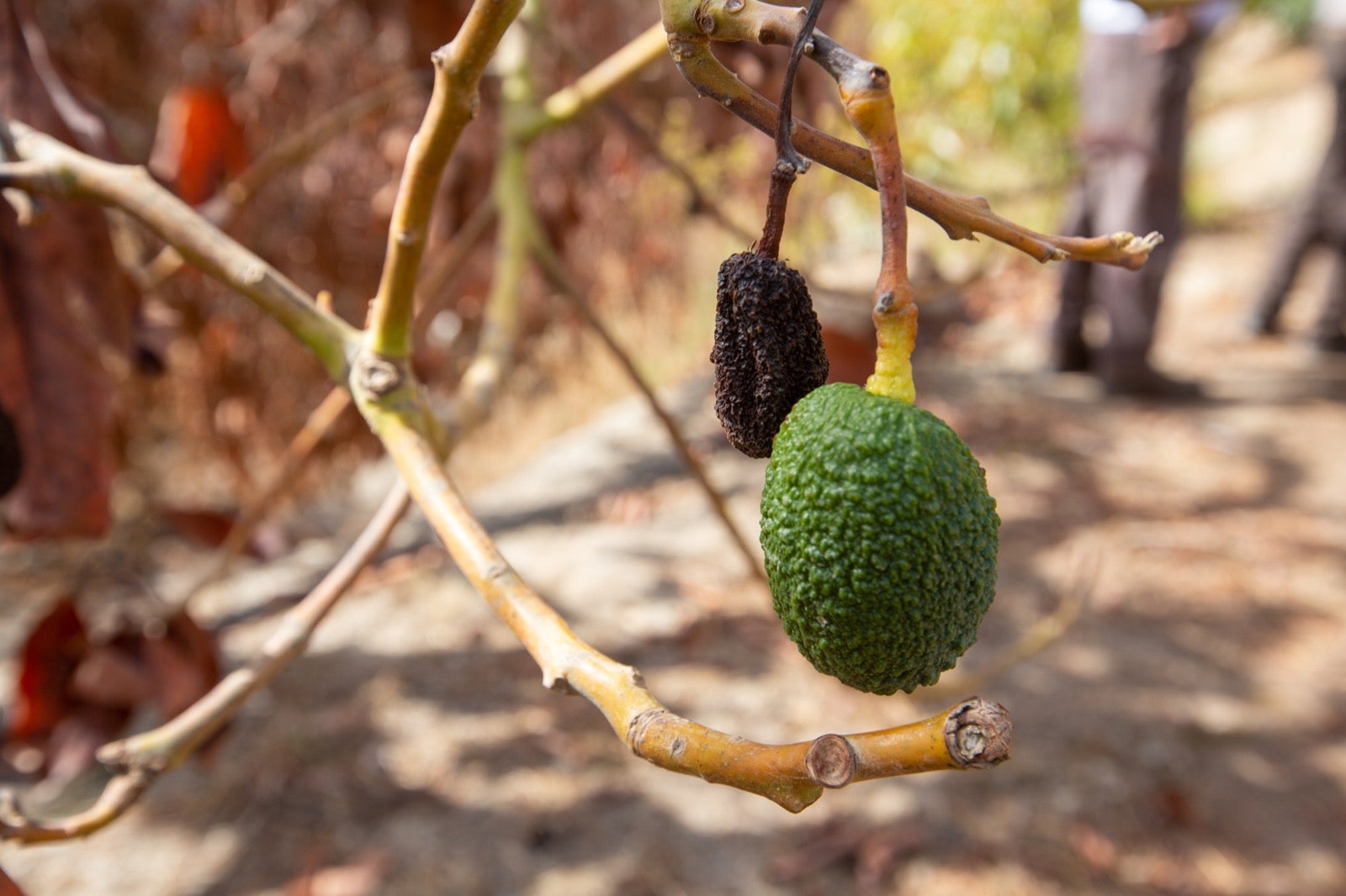 Así ha quedado la zona de Los Guájares tras el gran incendio