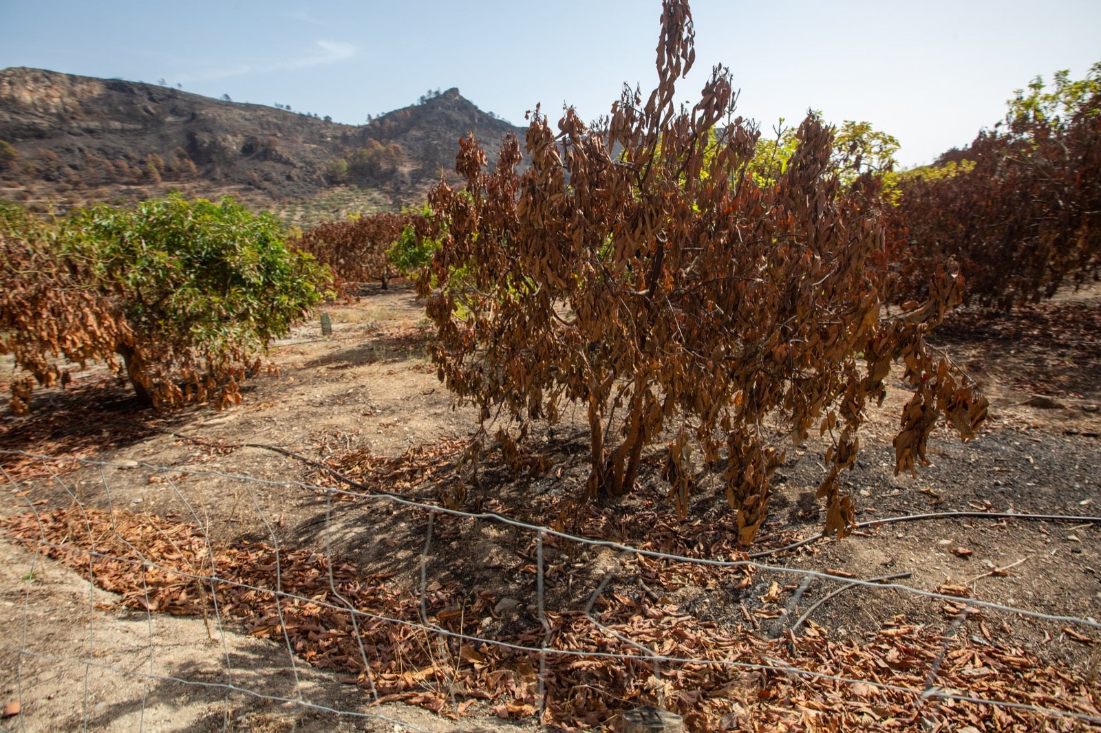 Así ha quedado la zona de Los Guájares tras el gran incendio