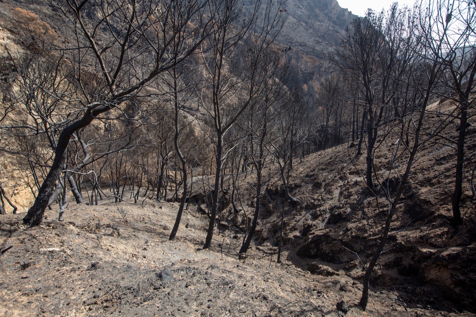 Así ha quedado la zona de Los Guájares tras el gran incendio