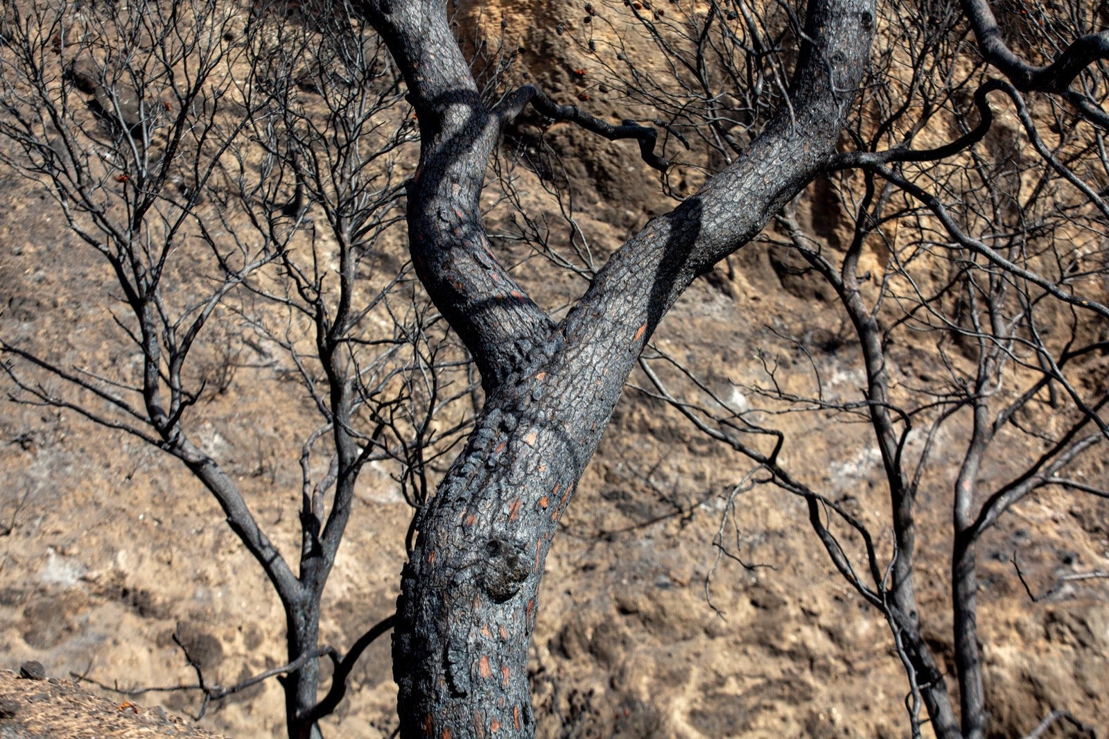 Así ha quedado la zona de Los Guájares tras el gran incendio