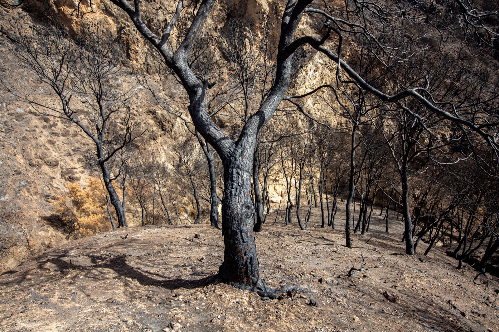 Así ha quedado la zona de Los Guájares tras el gran incendio
