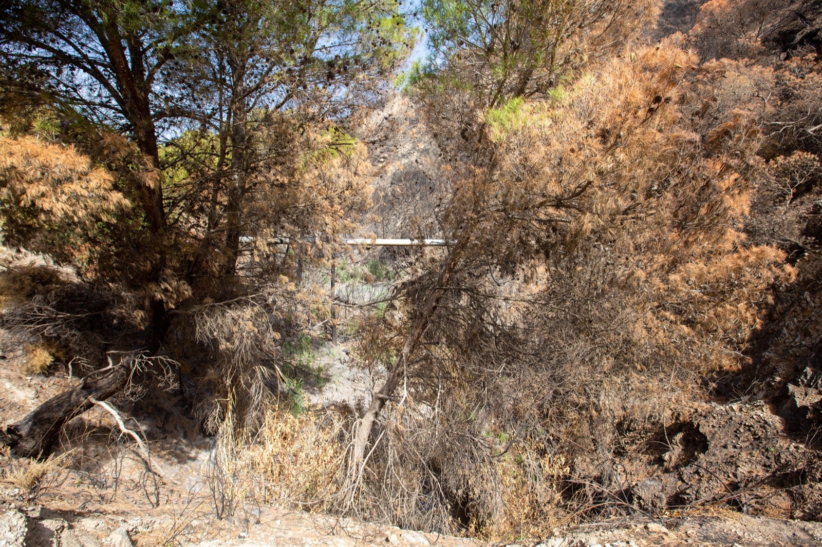 Así ha quedado la zona de Los Guájares tras el gran incendio