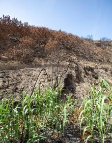 Imagen secundaria 2 - El paisaje ha quedado destrozado y hay muchos bienes materiales afectados. También hay brotes verdes, como los de los cañaverales silvestres.