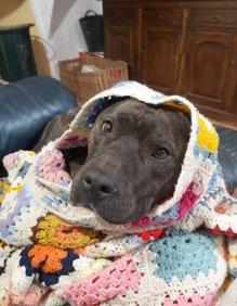 Imagen secundaria 2 - La familia pide ayuda para recuperar a Shelby.