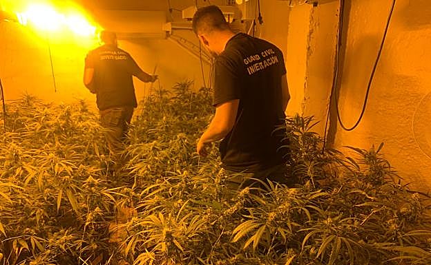 Descubren 10 casas llenas de marihuana en Santa Fe. 