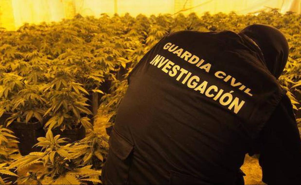 Imagen de archivo de un guardia civil en un recinto con plantas incautadas.