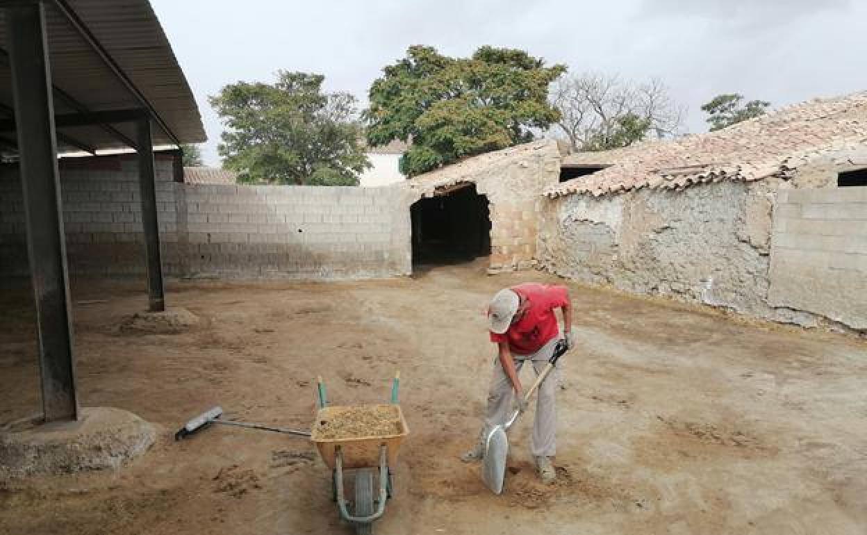 s ganaderias afectadas tienen que ser limpiadas a fondo y desinfectadas dos veces.