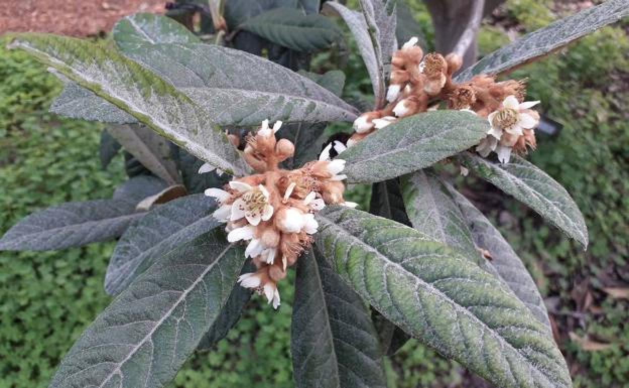 Imagen de un níspero en flor, un frutal que se protege de la altas temperaturas gracias a los 'Genes DAM'. 