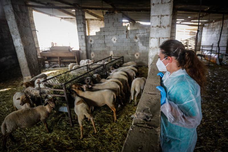 La veterinaria en una visita a la explotación.