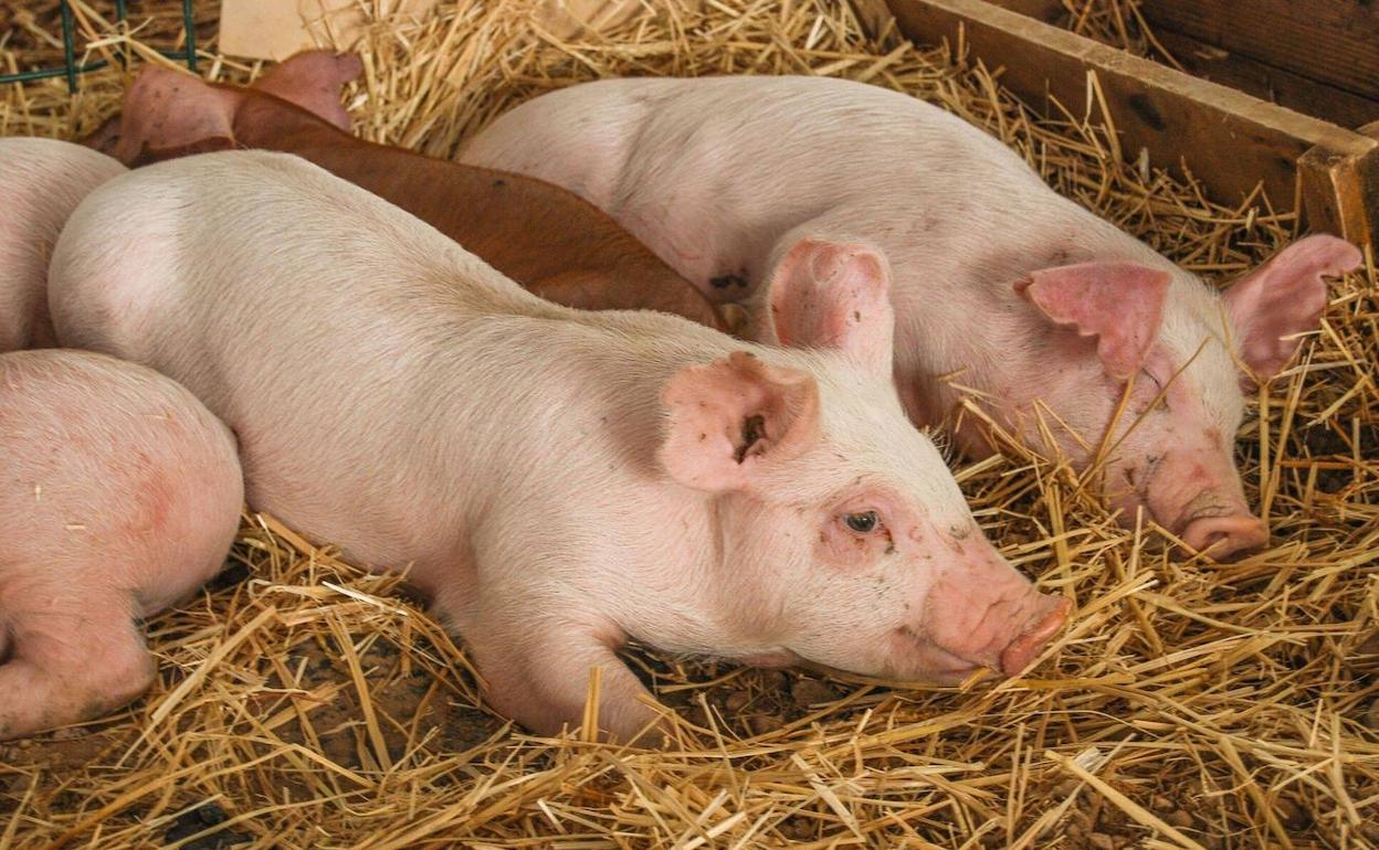 Lechones en una granja.