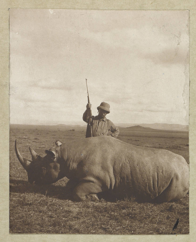 El presidente Theodore Roosevelt posa con un rinoceronte que cazó en África en 1919.