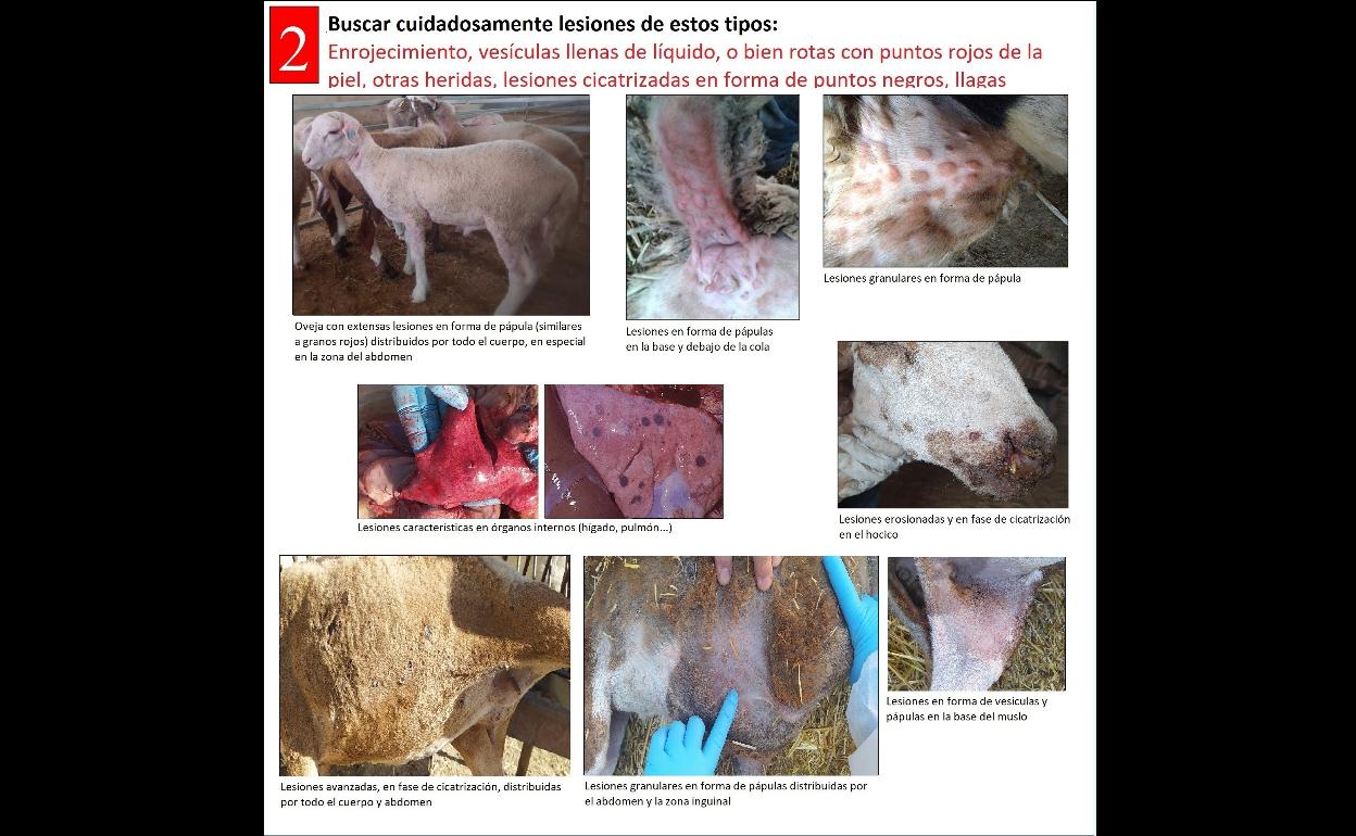 Información distribuida por el Ministerio de Agricultura. 